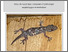 [thumbnail of Faunitaxys_f393.pdf]